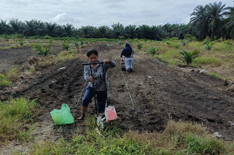 Langkah Nyata, Bhabinkamtibmas Polsek Kandis Bersama Petani Tabur Bibit Jagung di Lahan Produktif Seluas 15 Hektar