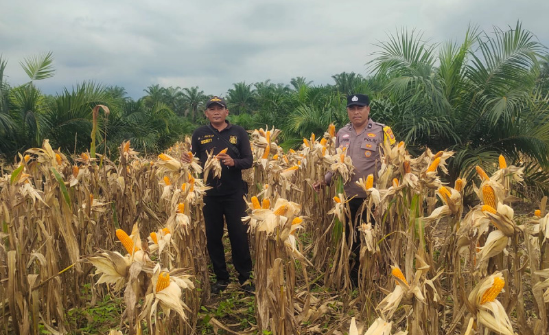 Polsek Kandis Bersiap Menghadapi Panen Raya Jagung Tumpang Sari di Kampung SamSam